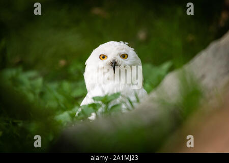 Edinburgh, Großbritannien. Mon 19 September 2019. Schnee-eule (Bubo scandiacus) im Zoo von Edinburgh, Schottland. Stockfoto