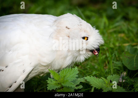 Edinburgh, Großbritannien. Mon 19 September 2019. Schnee-eule (Bubo scandiacus) im Zoo von Edinburgh, Schottland. Stockfoto