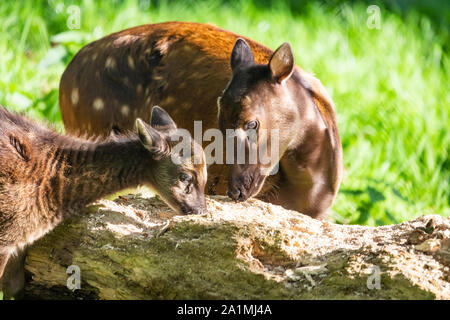 Edinburgh, Großbritannien. Mon 19 September 2019. Visayan Spotted Deer (Rusa alfredi) im Zoo von Edinburgh, Schottland. Es ist auch als die Philippinische beschmutzt Dee bekannt Stockfoto