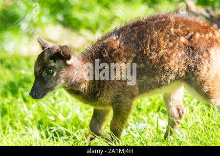 Edinburgh, Großbritannien. Mon 19 September 2019. Visayan Spotted Deer (Rusa alfredi) im Zoo von Edinburgh, Schottland. Es ist auch als die Philippinische beschmutzt Dee bekannt Stockfoto