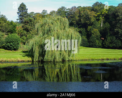Weeping Willow Tree in einem See in einem Land Park in North Yorkshire, England wider Stockfoto