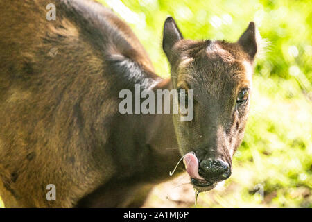 Edinburgh, Großbritannien. Mon 19 September 2019. Visayan Spotted Deer (Rusa alfredi) im Zoo von Edinburgh, Schottland. Es ist auch als die Philippinische beschmutzt Dee bekannt Stockfoto