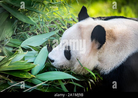 Edinburgh, Großbritannien. Mon 19 September 2019. Yang Guang, dem männlichen Panda Bär im Zoo von Edinburgh, Schottland. Stockfoto