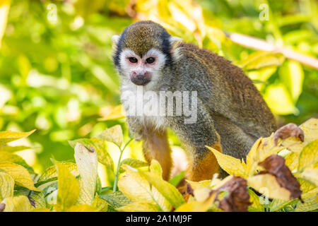 Edinburgh, Großbritannien. Mon 19 September 2019. Gemeinsame Totenkopfäffchen (Saimiri sciureus) im Zoo von Edinburgh, Schottland. Stockfoto