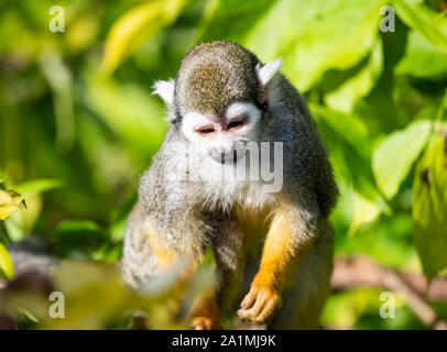 Edinburgh, Großbritannien. Mon 19 September 2019. Gemeinsame Totenkopfäffchen (Saimiri sciureus) im Zoo von Edinburgh, Schottland. Stockfoto