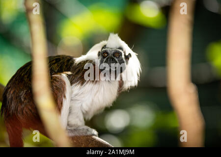 Edinburgh, Großbritannien. Mon 19 September 2019. Lisztäffchen monkey (Saguinus oedipus) im Zoo von Edinburgh, Schottland. Stockfoto