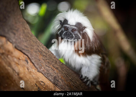 Edinburgh, Großbritannien. Mon 19 September 2019. Lisztäffchen monkey (Saguinus oedipus) im Zoo von Edinburgh, Schottland. Stockfoto