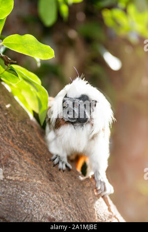 Edinburgh, Großbritannien. Mon 19 September 2019. Lisztäffchen monkey (Saguinus oedipus) im Zoo von Edinburgh, Schottland. Stockfoto