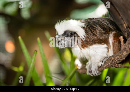 Edinburgh, Großbritannien. Mon 19 September 2019. Lisztäffchen monkey (Saguinus oedipus) im Zoo von Edinburgh, Schottland. Stockfoto