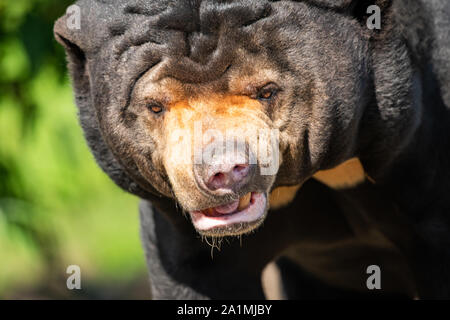 Edinburgh, Großbritannien. Mon 19 September 2019. Männliche Sun Bear im Zoo von Edinburgh, Schottland. Stockfoto