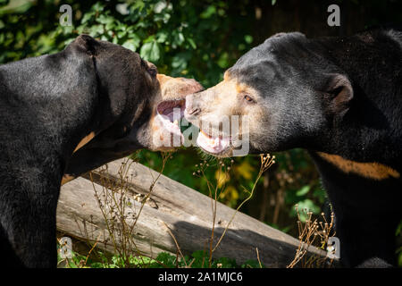 Edinburgh, Großbritannien. Mon 19 September 2019. Männliche Sun Bear im Zoo von Edinburgh, Schottland. Stockfoto