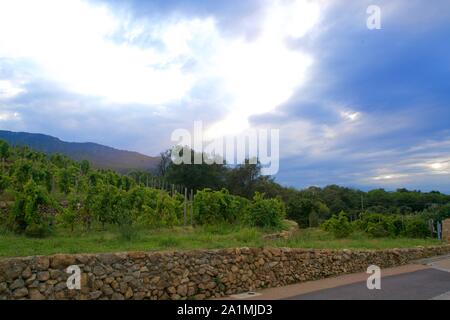 Die Weinberge von Arglès-sur-Mer unter ein Abendhimmel Stockfoto