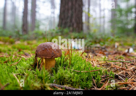 Boletus edulis wächst im Wald. Boletus edulis Bull in einer Waldlichtung in Mitteleuropa. Herbst Saison. Stockfoto