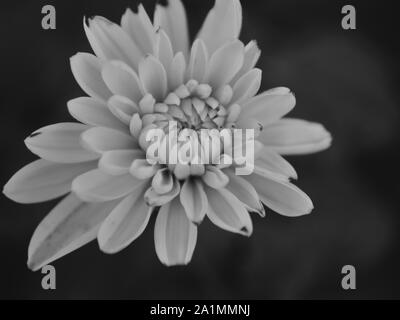 Nahaufnahme von monochromen Chrysanthemen, Chrysanthémum × koreanum Stockfoto