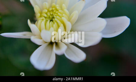 In der Nähe von weißen Blume, Chrysantheme, Chrysanthémum × koreanum Stockfoto