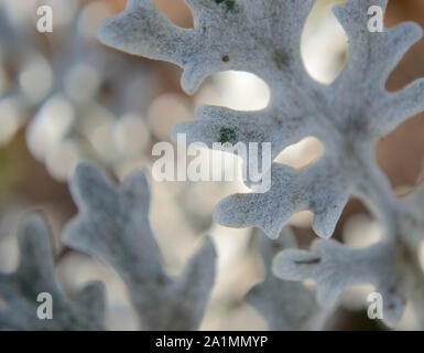 Dusty Miller, Silber ragwort Blatt, Stockfoto