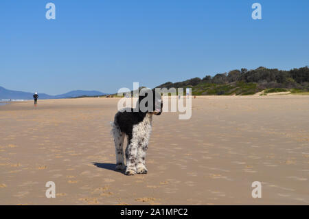 Labradoodle am Strand, mit einer Kugel in den Mund, Port Macquarie, NSW, Australien Stockfoto