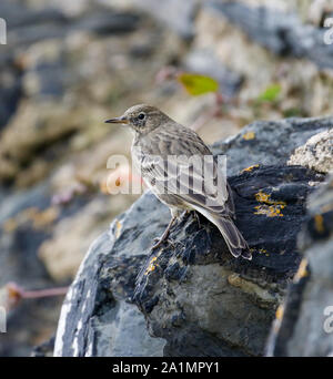 Rock-Pieper (Anthus Petrosus) Stockfoto