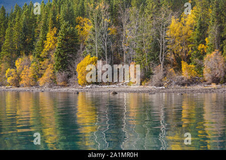 Herbst espen am Ufer des Chilko Lake, spiegelt sich in den See Wasser, Chilcotin Wildnis, British Columbia, Kanada Stockfoto