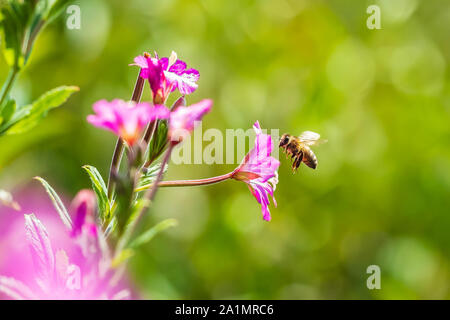 Nahaufnahme eines westlichen Honigbiene oder der Europäischen Honigbiene (Apis mellifera) Fütterung Nektar von Pink große haarige Weidenröschen Epilobium hirsutum Blumen Stockfoto