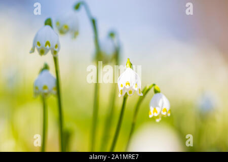 Weiß Märzenbecher Blumen, TLeucojum vernum, blühen im Sonnenlicht auf eine grüne Wiese. Eine mehrjährige bauchigen blühenden Pflanzenarten in der Familie da Stockfoto