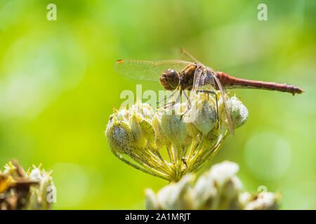 Sympetrum vulgatum, vagrant Darter oder Schnurrbärtige darter closeup, ruht auf Vegetation Stockfoto