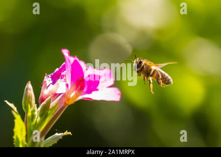 Nahaufnahme eines westlichen Honigbiene oder der Europäischen Honigbiene (Apis mellifera) Fütterung Nektar von Pink große haarige Weidenröschen Epilobium hirsutum Blumen Stockfoto