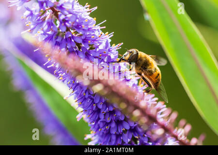 Drone fly Eristalis tenax Insekt Fütterung auf Violett Buddleja Blumen an einem sonnigen Tag Stockfoto