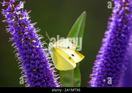Pieris brassicae, die große weiße oder Kohl Schmetterling Nahaufnahme Seitenansicht Bestäubung auf Violett Buddleja Blume. Stockfoto