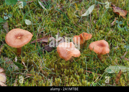 Der Mäher Pilze in Moss in einem Garten im Herbst Stockfoto