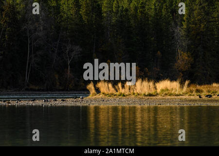 Herbst Gräser entlang der Chilko River, Chilcotin Wildnis, British Columbia, Kanada Stockfoto