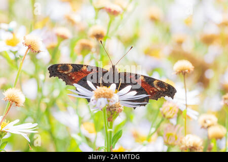 Nymphalis io, Tagpfauenauge selbstbefruchtend und Fütterung auf weiße Blumen auf einer Wiese. Stockfoto