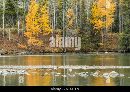 Herbstlaub auf dem Chilko River, Chilcotin Wildnis, British Columbia, Kanada Stockfoto