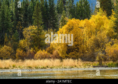 Herbstlaub auf dem Chilko River, Chilcotin Wildnis, British Columbia, Kanada Stockfoto