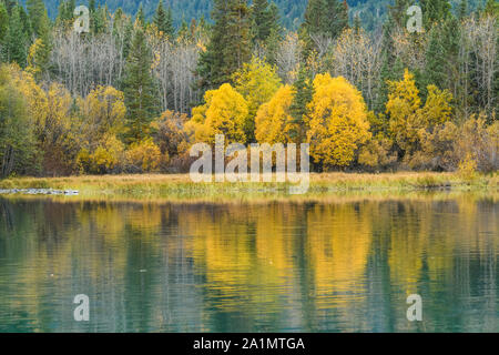 Herbstlaub auf dem Chilko River, Chilcotin Wildnis, British Columbia, Kanada Stockfoto