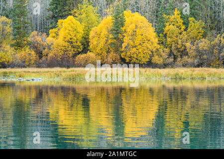 Herbstlaub auf dem Chilko River, Chilcotin Wildnis, British Columbia, Kanada Stockfoto