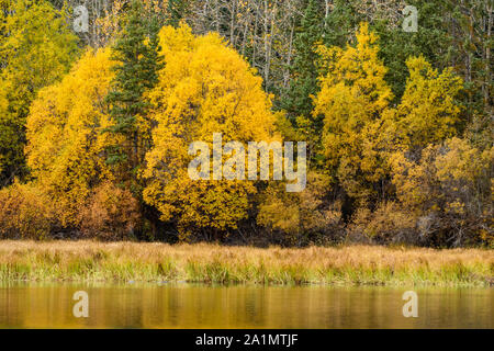 Herbstlaub auf dem Chilko River, Chilcotin Wildnis, British Columbia, Kanada Stockfoto