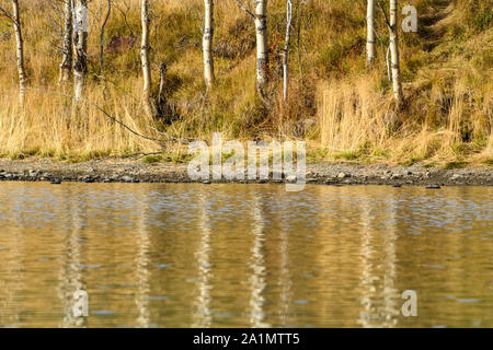 Herbst Gräser entlang der Chilko River, Chilcotin Wildnis, British Columbia, Kanada Stockfoto