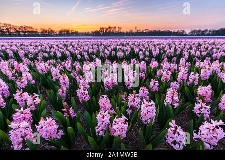 Bunt blühende Blume Bereich mit pinkfarbenen und blauen Hyazinthen während des Sonnenuntergangs. Beliebte Ausflugsziel im Frühling zu besuchen Stockfoto