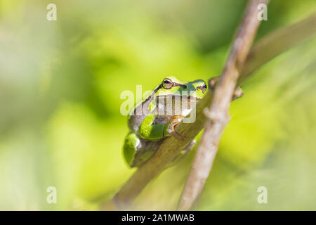 Nahaufnahme eines kleinen Laubfrosch Hyla arborea, Rana arborea, ruht in einer Black bush Aufheizen in der Sonne. Stockfoto