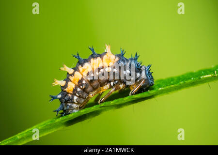 Marienkäfer Insektenlarven oder pupacloseup. Pupal Stadium auf grüne Vegetation Nahaufnahme. Stockfoto