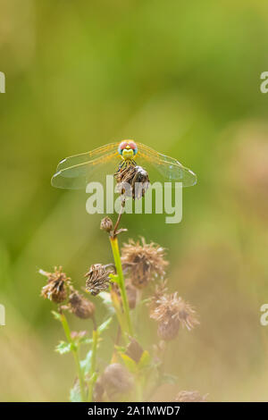 Nahaufnahme einer Sympetrum fonscolombii, rot geäderten Darter oder Nomaden ruht auf die Vegetation Stockfoto