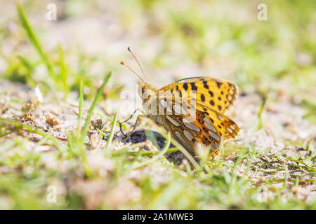 Königin von Spanien fritillary, issoria lathonia, Schmetterling ruht auf einer Wiese. Dünen Landschaft, tagsüber Sonnenlicht. Stockfoto