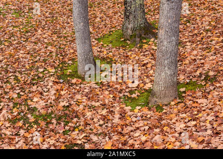 Baumstämme und gefallenen Blätter im Herbst, Achat fällt, malerischen Ort, Ontonagon County, Michigan, USA Stockfoto