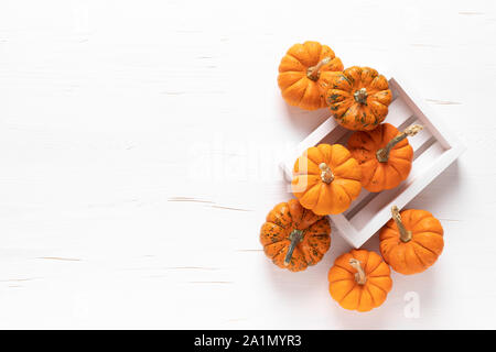 Kleine dekorative Kürbisse auf weißem Holz- Hintergrund. Herbst, Herbst, Thanksgiving oder Halloween tag Konzept, Flach, Ansicht von oben, kopieren Raum Stockfoto