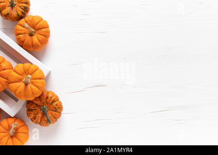 Kleine dekorative Kürbisse auf weißem Holz- Hintergrund. Herbst, Herbst, Thanksgiving oder Halloween tag Konzept, Flach, Ansicht von oben, kopieren Raum Stockfoto