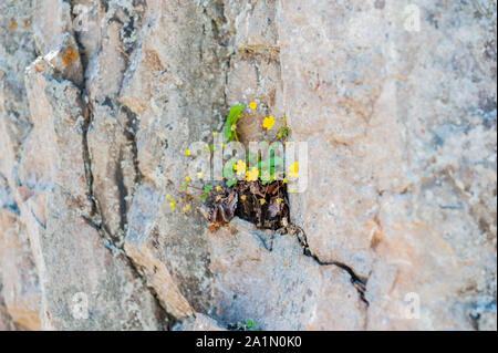 Eine Blume sprießt durch den Felsen Stockfoto