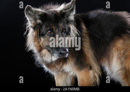Deutsche sherpard Hund im Studio ob schwarzer Hintergrund Stockfoto