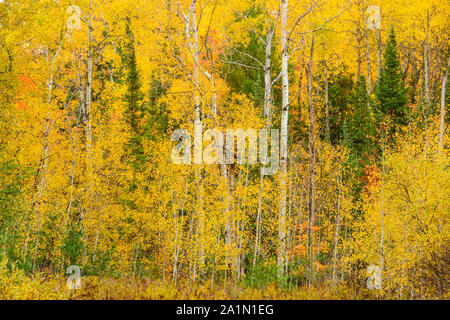 Herbst aspen und Fichte, in der Nähe von Espanola, Ontario, Kanada Stockfoto