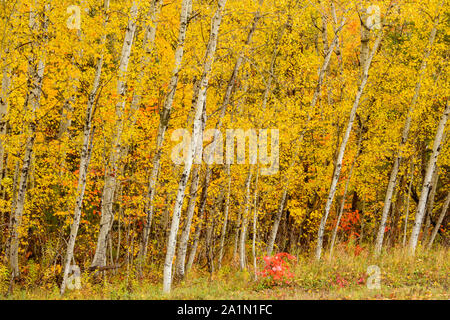 Herbst aspen und Eiche Sämling, in der Nähe von Espanola, Ontario, Kanada Stockfoto